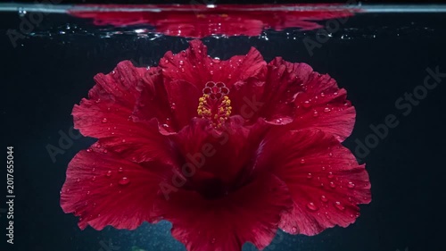 Red hibiscus flower blooming underwater with water droplets on petals, dark blue background, slow motion