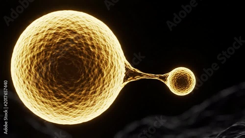 Cell division or budding process, microscopic view of cells merging and separating, abstract organic growth, science and biology concept