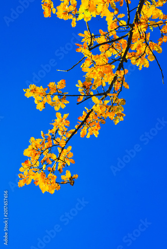 front view, far distance of, an oak tree branch with yellow, autumn, leaves, against a dark blue sky, under sunlight