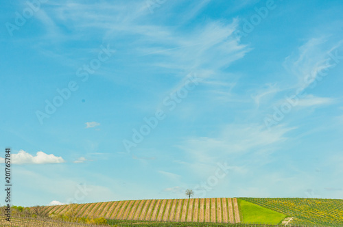 far distance of, a single, leafless, tree, on hill of winter pruned grape vines, in vineyard of, a Tuscany winery, Italy, under mid-day sunlight