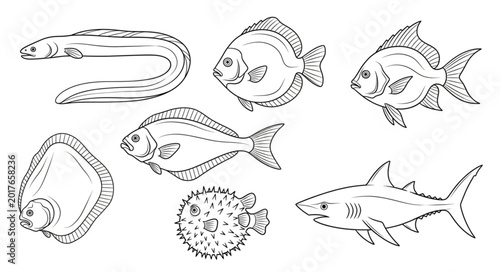 Photos Collection of Hand Drawn Fish Species Illustration.