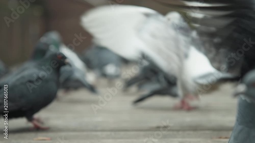 Pigeon flock feeding crowded plaza, frantic foraging and scramble for crumbs, occasional crow interloper and territorial pecking, close low perspectives show dense group dynamics, gritty pavement