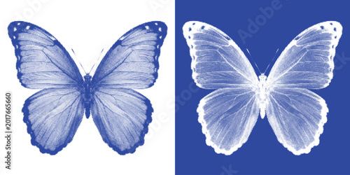 Bild auf Leinwand Butterfly Spread Wings Cyanotype Photogram Vector Indigo Symmetrical Specimen Wa