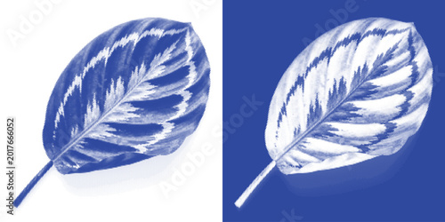 Photos Berry Cluster Cyanotype Photogram Botanical Vector Indigo Organic Harvest Printa
