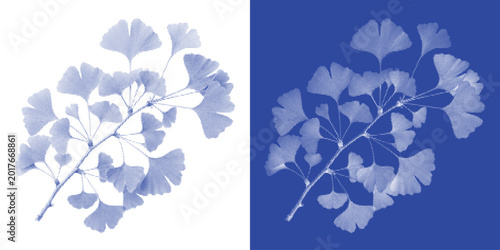 Canvastavla Wild Grass Cyanotype Photogram Reed Vector Indigo Prairie Windswept Meadow Wall
