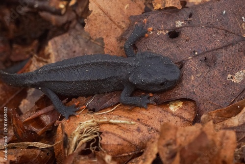 Fotografi Closeup on a juvenile endangered Mangshan Crocodile Newt, Tylototriton lizhengch