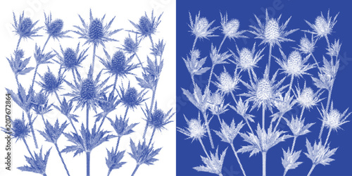 Canvas Print Armored Beetle Cyanotype Photogram Insect Vector Indigo Scientific Specimen Ento