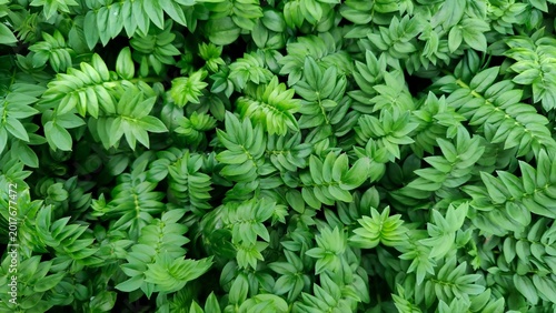 Lush Jacob's Ladder Foliage Background with Dense Green Leaves Texture