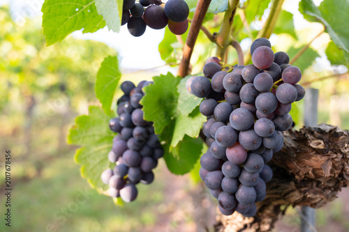 Photography Blue grapevine, Pinot Noir grapes growing on vine, vineyard in Trier, Moselle Va