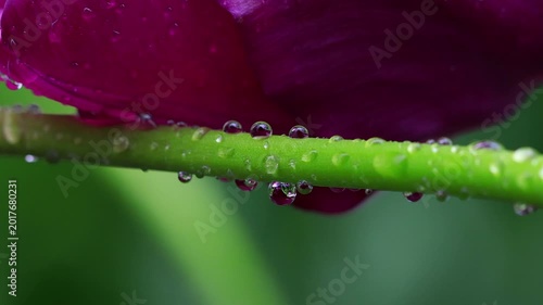 real plants in the rain close up with audio 4k video background