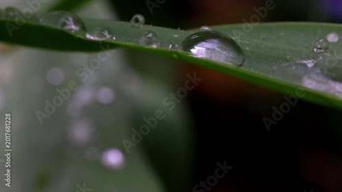 real plants in the rain close up with audio 4k video background