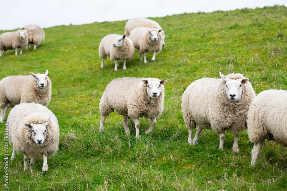 Obraz premium Sheep flock on a pasture, livestock animal farm, stockbreeding, faming and agriculture in the Netherlands, sheeps on spring meadow 