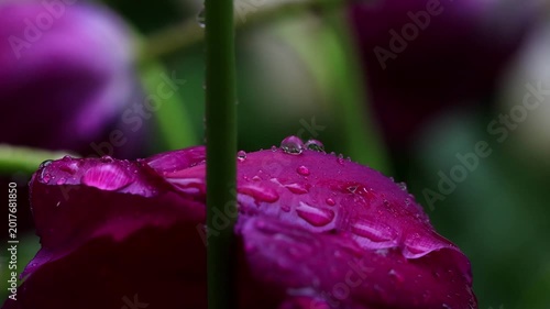 real plants in the rain close up with audio 4k video background