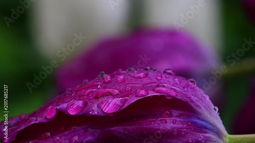 rain on a real flower 4k with audio video
