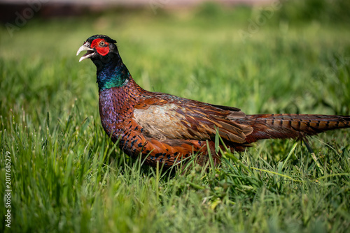 Side profile of a colorful male ring-necked pheasant crowing with open beak in a lush green spring field