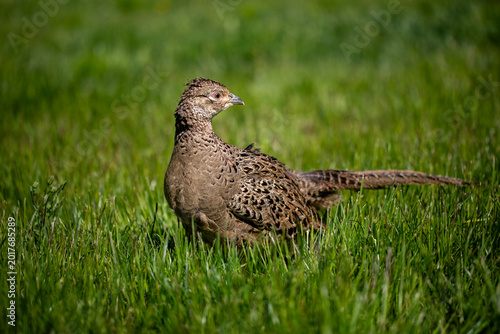 Low angle view of a female ring-necked pheasant camouflaged in long green grass in a natural meadow environment