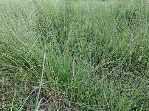 Fotografía White grass swaying gently outdoors