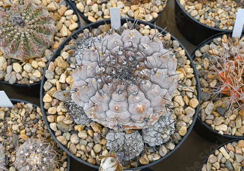 Canvas Print Close-up indoor cactus Gymnocalycium esperanzae