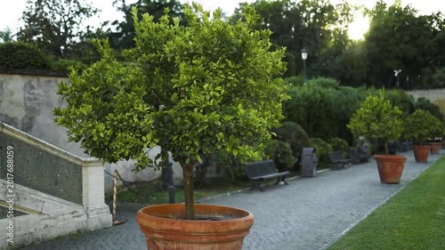 Potted decorative trees along a stone pathway in a classic Italian garden, Rome. High quality FullHD footage