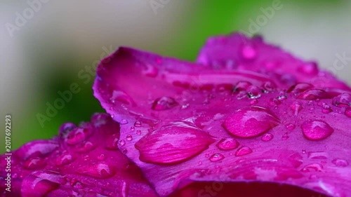 water drops on a real flower 4k video