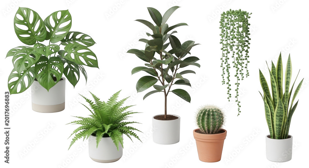 Fototapeta premium Collection of six potted houseplants isolated on a transparent background