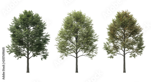 Three mature deciduous trees with lush green foliage isolated on white background