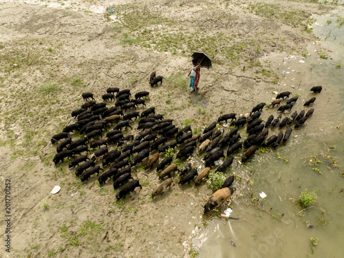 Aerial view of a person with an umbrella herding a large sounder of pigs across a sandy riverbank near shallow water in Bogura, Rajshahi Division, Bangladesh.