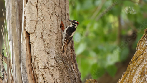 Fotografía Hairy Woodpecker Male Clinging to Tree Trunk in Deciduous Forest with Bokeh Gree