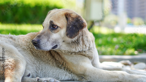 фотографія A large tan and white dog lying down on a stone path outdoors