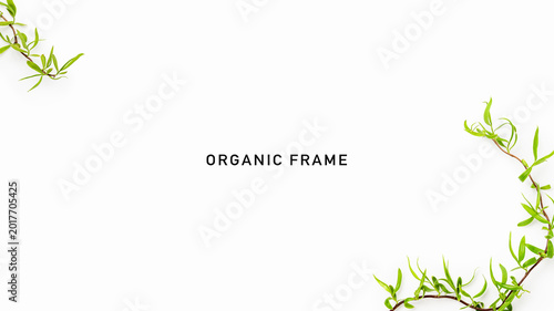 Foto Fresh corkscrew willow branches isolated on white background