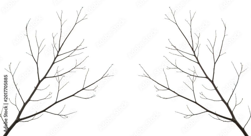 Fototapeta premium Bare winter tree branches without leaves isolated on a with dead tree