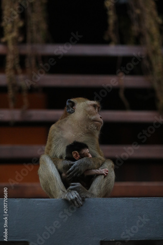 Photography monkey holding baby monkey