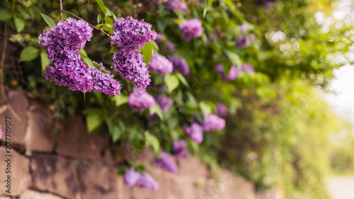 Lilac flowers blooming in spring along a stone wall, showing vibrant purple petals