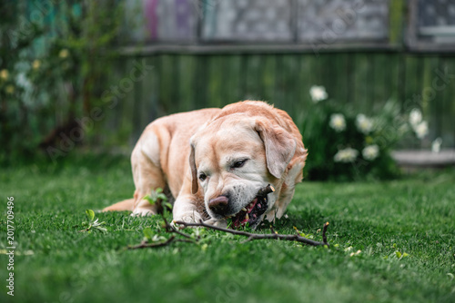 Billede på lærred Golden labrador retriever dog happily chewing a dry tree stick while lying on vi