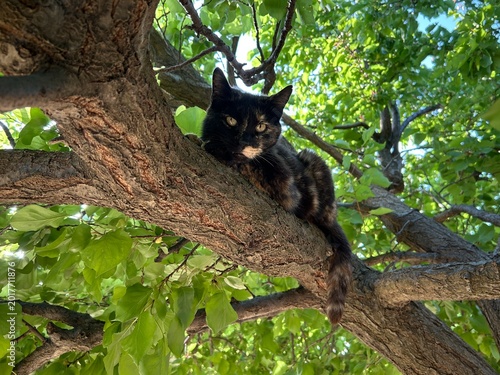 Photography tortoiseshell cat sits on a tree branch in a garden