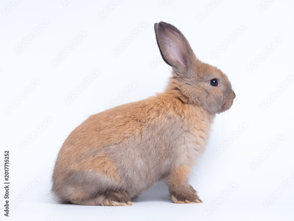 Fototapeta premium Adorable light brown baby rabbit sitting isolated on a plain white background. Cute fluffy bunny looking to the side. Perfect studio portrait for Easter, spring, or pet concepts.