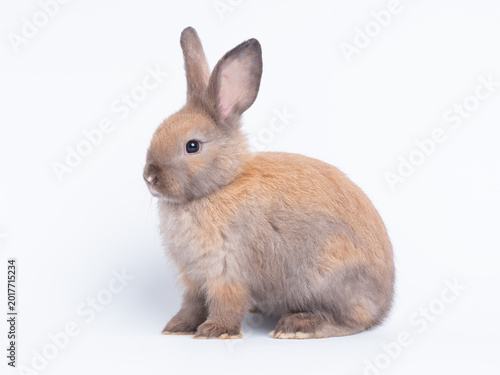Adorable light brown baby rabbit sitting isolated on a plain white background. Cute fluffy bunny looking to the side. Perfect studio portrait for Easter, spring, or pet concepts.