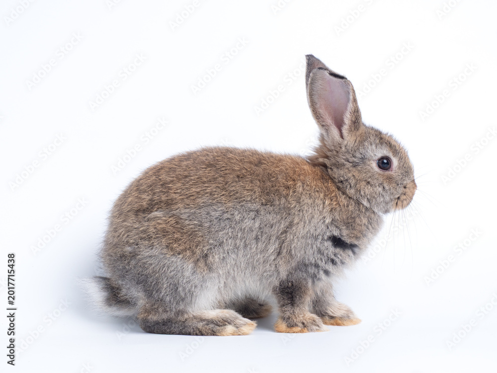 Obraz premium Adorable light brown baby rabbit sitting isolated on a plain white background. Cute fluffy bunny looking to the side. Perfect studio portrait for Easter, spring, or pet concepts.
