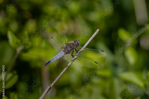 Fotografie Libellule fauve
