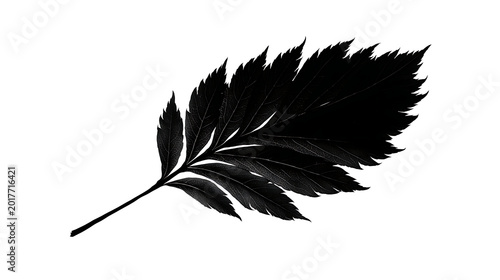 isolated black leaf silhouette