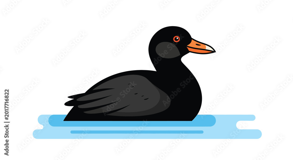 Fototapeta premium Black bird floating on water surface.