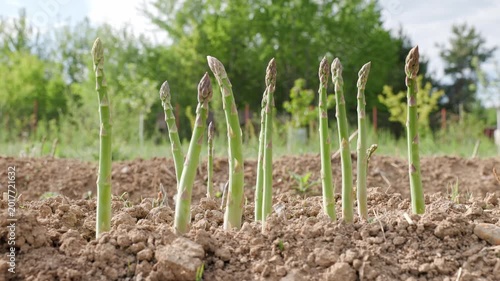 Spinning shot of fresh ecological asparagus shoots growing from soil in an outdoor garden