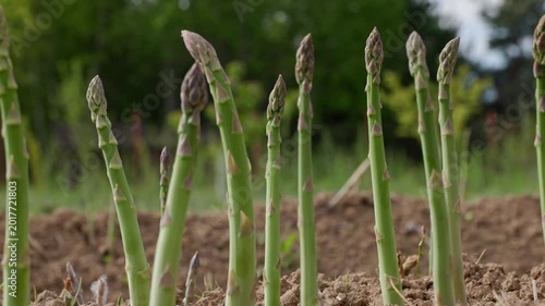 Rotating shot of fresh ecological green asparagus shoots growing out of the dirt in an outdoor garden