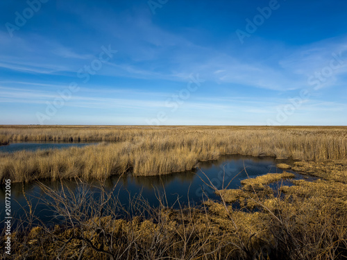 A serene wetland landscape featuring calm water channels surrounded by tall golden reeds under a vivid blue sky with wispy clouds. The natural marsh ecosystem creates a peaceful atmosphere, showcasing