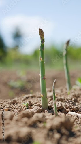 Turning shot of healthy green asparagus officinalis shoot standing and growing out of soil in outdoor garden plantation