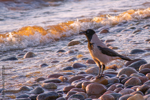 Wild hooded crow on a pebble beach at sunset, surrounded by golden waves and coastal scenery.