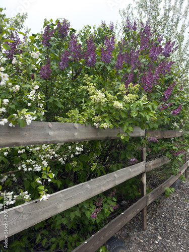 Blooming lilacs with soft purple buds and green leaves in the rays of the evening sun. A spring garden, a natural backdrop, the freshness and beauty of bloom. A close-up of lilac branches outdoors in 