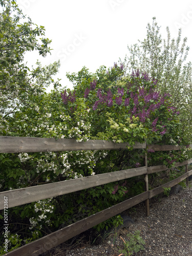 Blooming lilacs with soft purple buds and green leaves in the rays of the evening sun. A spring garden, a natural backdrop, the freshness and beauty of bloom. A close-up of lilac branches outdoors in 