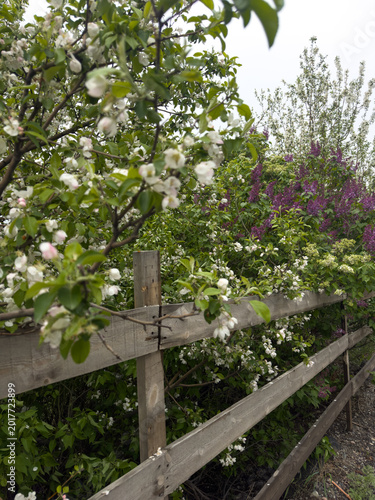 Blooming lilacs with soft purple buds and green leaves in the rays of the evening sun. A spring garden, a natural backdrop, the freshness and beauty of bloom. A close-up of lilac branches outdoors in 