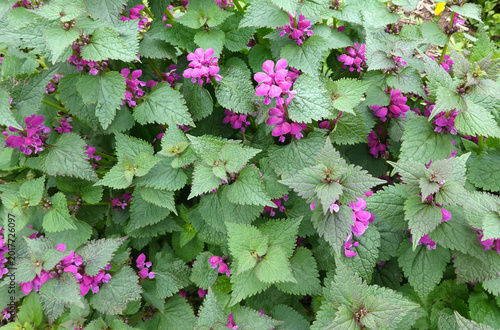 Thickets of lot young deadnettle with violet flowers in summer day outdoors top view closeup